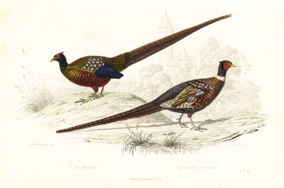 Yeşil sülün ve ortak sülün. by Edouard (after) Travies