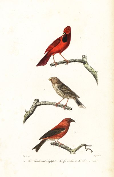 Kuzey kardinal, Brezilya grosbeak ve crossbill. by Edouard (after) Travies