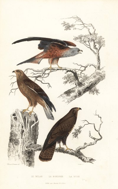 Kırmızı uçurtma, ballı şahin ve adi şahin. by Edouard (after) Travies