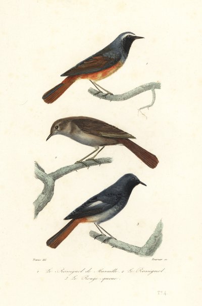 Kızılbaş, ardıç bülbülü ve siyah kızılbaş. by Edouard (after) Travies