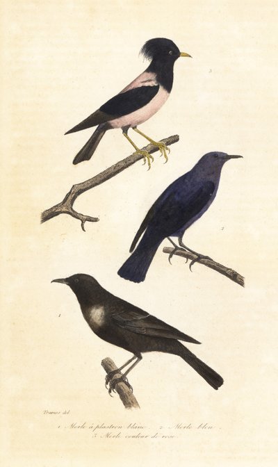 Yüzük ouzel, mavi taş ardıç kuşu ve pembe sığırcık. by Edouard (after) Travies