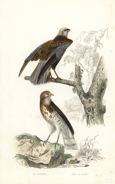 Batı bataklık avcısı ve kısa parmaklı yılan kartalı. by Edouard (after) Travies