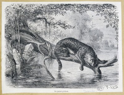 Jaguar avını suyun üzerinde bir ağaç gövdesinde izliyor - 19. yüzyıl gravürü by Edouard Riou