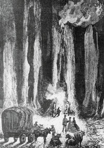 Le soir venu, on campa au pied d'eucalyptus, In Search of Castaways için illüstrasyon, Jules Verne'nin (1828-1905) macera romanı, Edouard Riou'nun (1833-1900) çiziminden sonra Adolphe Francois Pannemaker'ın (1822 doğumlu) gravürü , Paris by Edouard Riou