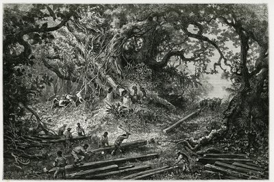 And Dağları ormanlarında maun sömürüsü. 1882