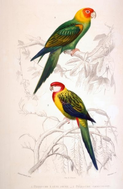 1. Sarı başlı muhabbet kuşu. 2. Çok renkli muhabbet kuşu by Edouard Travies