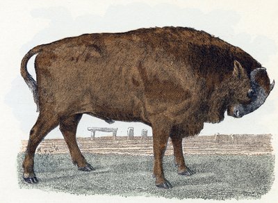 Aurochs (urauch veya auroch) - "Alfabe hayvanları gösterir" 19. yüzyıl (gravür) by Edouard Travies