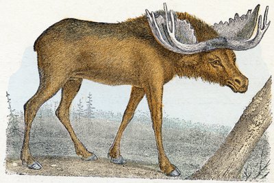 Elan- "Alfabe hayvanları gösterir" 19. yüzyıl (gravür) by Edouard Travies