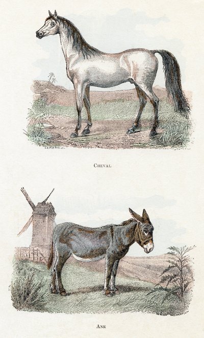 At ve eşek- "Alfabe hayvanları gösterir" 19. yüzyıl (gravür) by Edouard Travies