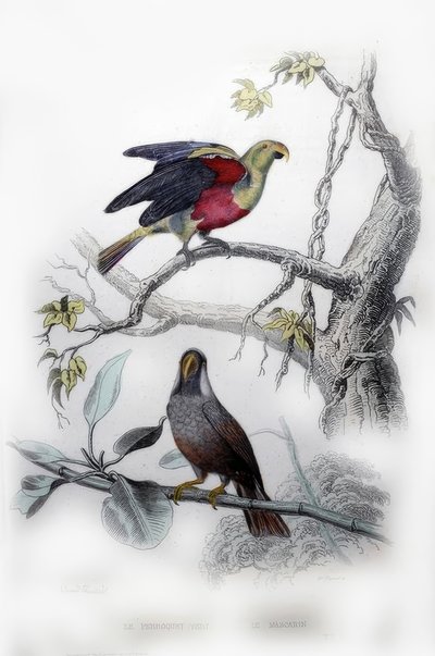 Yeşil Papağan. Maskarin by Edouard Travies