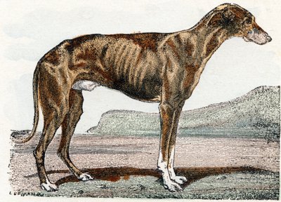 Levrier (köpek)- "Alfabe hayvanları gösterir" 19. yüzyıl (gravür) by Edouard Travies