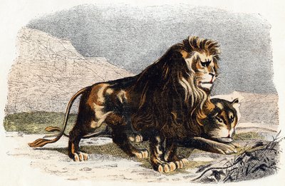 Aslan ve dişi aslan- "Alfabe hayvanları gösterir" 19. yüzyıl (gravür) by Edouard Travies