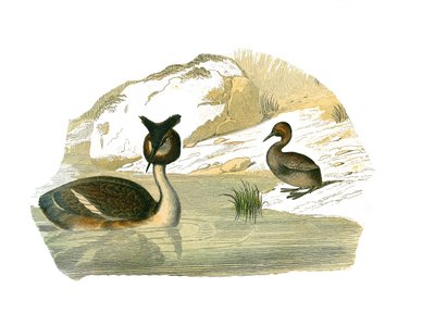 Doğal Tarih Panosu: Brachyptere palmiye ağaçlarını temsil eden zoolojik pano by Edouard Travies