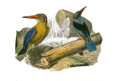 Natural History Board: Sindaktil ötücüleri temsil eden zoolojik tahta (birlikte iki veya daha fazla soda parmağına sahip). Büyük gagalı ve gri başlı yalıçapkını. Natüralist tarafından yazılan “Buffon