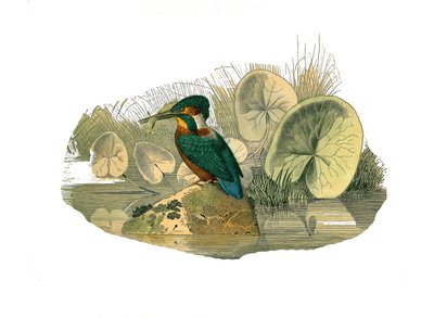 Natural History Board: Sindaktil ötücüleri temsil eden zoolojik tahta (birlikte iki veya daha fazla soda parmağına sahip). Yalıçapkını. Doğa bilimci Georges Louis Leclerc tarafından yazılan “Buffon