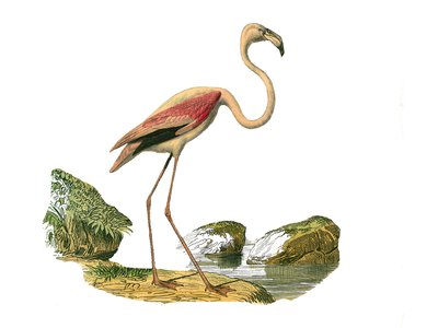Doğal Tarih Plakası: Uzun boylu kuşları temsil eden zoolojik tahta (uzun ve ince gagalı): pembe flamingo. Doğa bilimci Georges Louis Leclerc tarafından yazılan “Buffon