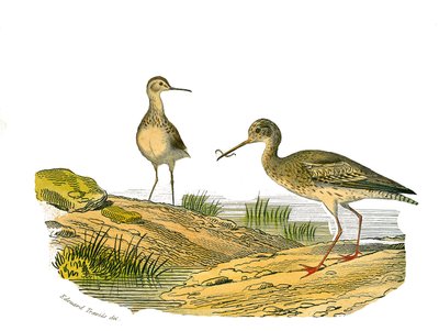 Doğal Tarih Plakası: Uzunlamasına kuşları temsil eden zoolojik tahta by Edouard Travies