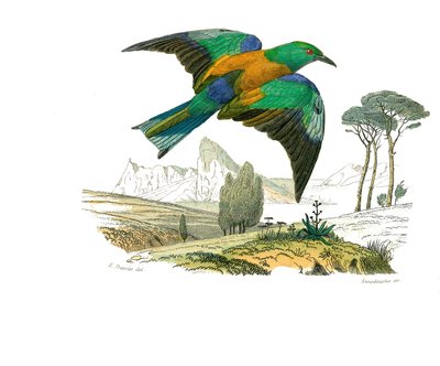 Doğal tarih tahtası: İğne yapraklı ötücü kuşları temsil eden zoolojik tahta (konik gaga). Avrupa