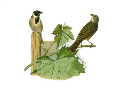 Doğal tarih tahtası: İğne yapraklı ötücü kuşları temsil eden zoolojik tahta (konik gaga). Kamış ortolan ve ortolan. Doğa bilimci Georges Louis Leclerc, Count of Buffon tarafından yazılan “” Works Complete of Buffon””daki kuşlarla ilgili dokuz ciltten alına by Edouard Travies