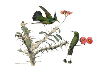 Doğal tarih tahtası: İğne yapraklı ötücü kuşları temsil eden zoolojik tahta (konik gaga). Hoopoly sinek kuşu ve kar ayakkabılı sinek kuşu. Doğa bilimci Georges Louis Le tarafından yazılan “Buffon