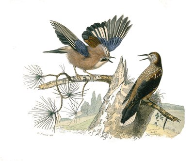 Doğal tarih tahtası: İğne yapraklı ötücü kuşları temsil eden zoolojik tahta (konik gaga). Jay ve fındık kraker. Doğa bilimci Georges Louis Leclerc, Count of Buffon (170 by Edouard Travies