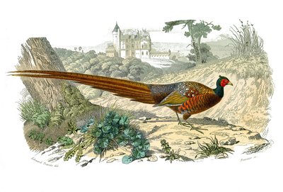Doğal tarih panosu: Cinleri temsil eden zoolojik pano: sülün. Doğa bilimci Georges Louis Leclerc, Count of Buffon (1707-1788) tarafından 1749 ve 1785 yılları arasında yazılan “Buffon