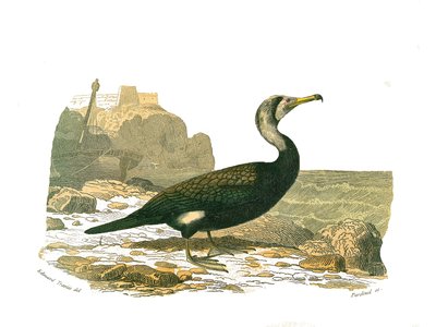 Doğal tarih panosu: Totipalmları temsil eden zoolojik pano (su altında balık avı). Karabatak. Doğa bilimci Georges Louis Leclerc, Count of Buffon (1707-1788) Bewee by Edouard Travies