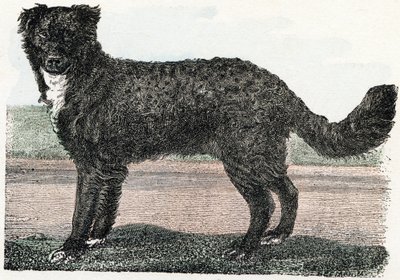 Newfoundland, Newfoundland - "Alfabe hayvanları gösterir" 19. yüzyıl (gravür) by Edouard Travies