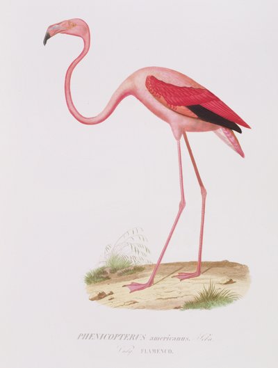 Fournier, pub tarafından oyulmuş Phenicopterus americanus (Flamenko) (sic). Bougeard tarafından by Edouard Travies
