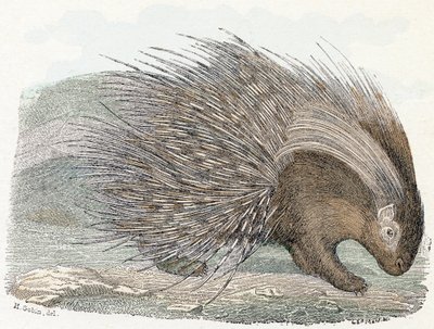 Domuz destanı (pork-epik) - "Alfabe hayvanları gösterir" 19. yüzyıl (gravür) by Edouard Travies
