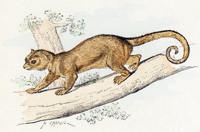 Quincajou (veya Wolverine veya Kinkajou) (potos) - "Alfabe hayvanları gösterir" 19. yüzyıl (gravür) by Edouard Travies