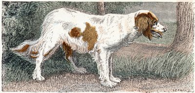Spagneul (köpek)- "Alfabe hayvanları gösterir" 19. yüzyıl (gravür) by Edouard Travies