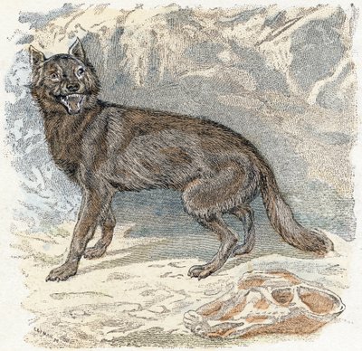Wolf- "Alfabe hayvanları gösterir" 19. yüzyıl (gravür) by Edouard Travies