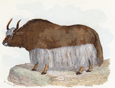 Yack (yak) - "Alfabe hayvanları gösterir" 19. yüzyıl (gravür) by Edouard Travies