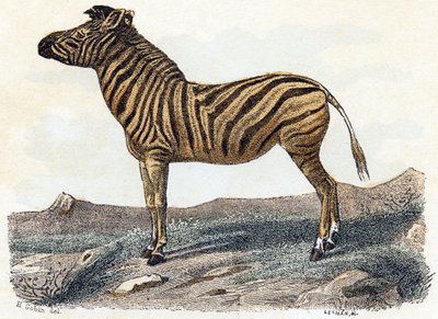 Zebra - "Alfabe hayvanları gösterir" 19. yüzyıl (gravür) by Edouard Travies