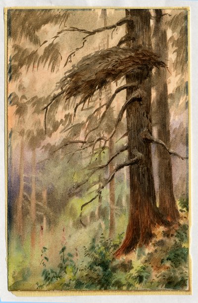 Goshawks yuvası, 1898-99 (kağıt üzerinde wc) by Edward Adrian Wilson