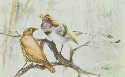 King Bird of Paradise, 1909 (kağıt üzerinde wc) by Edward Adrian Wilson