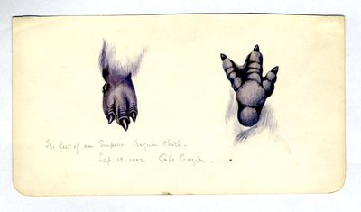 Bir imparator penguen piliç ayağının iki çalışması, 1901-04 (kağıt üzerinde wc) by Edward Adrian Wilson