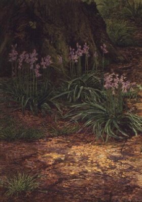 yaban mersini by Edward Clifford