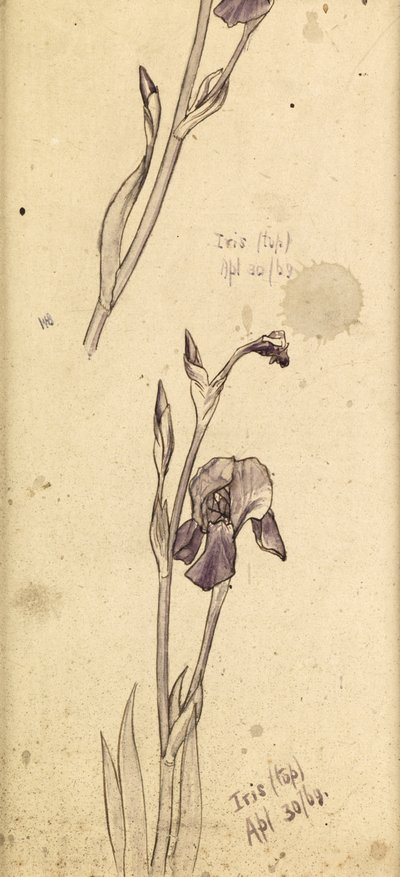 Süsen, 1869 by Edward Burne Jones