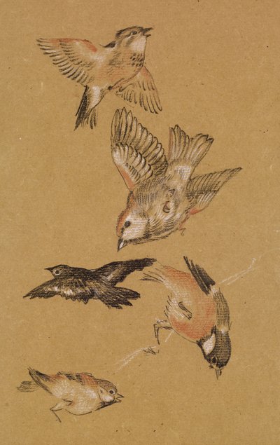 Yolcuya liderlik eden aşk - Kuşların İncelenmesi: Finches, 1897 by Edward Burne Jones