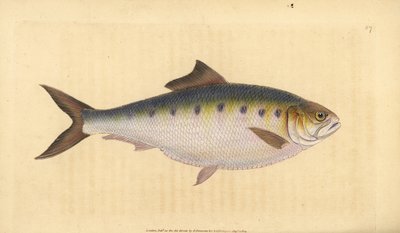 Allis shad, Alosa alosa (Shad, Clupea alosa). Edward Donovan tarafından Natural History of British Fishes, Donovan ve F.C. ve J. Rivington, Londra by Edward Donovan