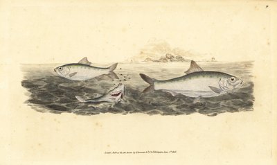 Allis shad, Alosa alosa (Beyaz yem, Clupea alosa). Edward Donovan tarafından Natural History of British Fishes, Donovan ve F.C. ve J. Rivington, Londra by Edward Donovan