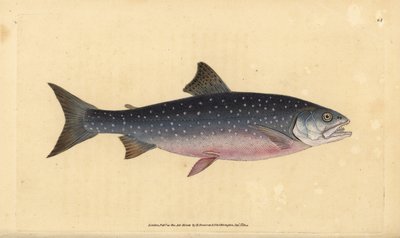 Arctic char, Salvelinus alpinus alpinus (Alp somonu, Salmo alpinus). Edward Donovan tarafından Natural History of British Fishes, Donovan ve F.C. ve J. Rivington, Londra by Edward Donovan