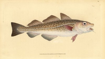 Atlantik morina veya morina balığı. Gadus morhua. Hassas. Edward Donovan tarafından Natural History of British Fishes, Donovan and F.C. ve J. Rivington, Londra by Edward Donovan