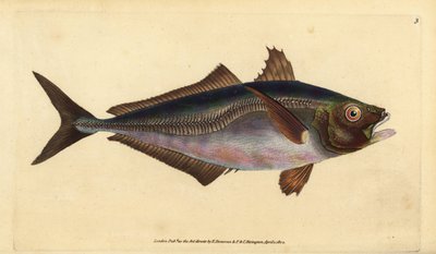 Atlantik istavriti, Trachurus trachurus (Scad, Scomber trachurus). Edward Donovan tarafından Natural History of British Fishes, Donovan ve F.C. ve J. Rivington, Londra by Edward Donovan