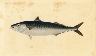 Atlantik uskumru, Scomber scombrus (Mackarel, Scomber scomber). Edward Donovan tarafından Natural History of British Fishes, Donovan ve F.C. ve J. Rivington, Londra by Edward Donovan