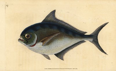 Atlantik pomfret, Brama brama (Ray