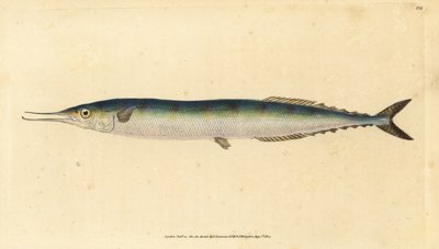 Atlantik saury, Scomberesox saurus saurus (Kaptan turna, Esox saurus). Edward Donovan tarafından Natural History of British Fishes, Donovan ve F.C. ve J. Rivington, Londra by Edward Donovan