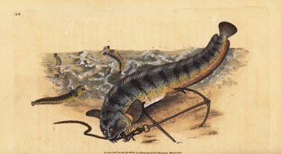 Atlantik deniz kurdu veya çizgili deniz kurdu, Anarichas lupus. Edward Donovan tarafından Natural History of British Fishes, Donovan ve F.C. ve J. Rivington, Londra by Edward Donovan